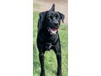 Adopt Bronchs a Labrador Retriever