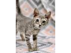 Adopt Fred a Domestic Medium Hair