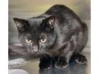 Adopt Ozzi a Domestic Short Hair