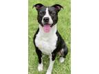 Adopt Greaser a Pit Bull Terrier