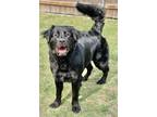 Adopt Magnus a Flat-Coated Retriever, Newfoundland Dog