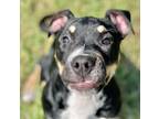 Adopt Baxter a Terrier