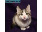 Adopt Elswick a Domestic Short Hair