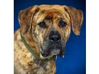 Adopt Mike (Tiny) a Great Dane, Mixed Breed