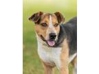 Adopt Gilligan a Mixed Breed
