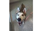 Adopt Grey Wind a Mixed Breed