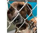 Adopt 80025 a Mixed Breed