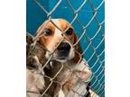 Adopt 80024 a Beagle