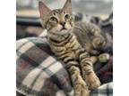 Adopt Peanut a Domestic Short Hair