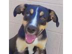 Adopt Kent a Shepherd