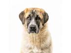 Adopt Hound a Great Pyrenees, Shepherd
