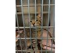 Adopt 30964 a Domestic Short Hair