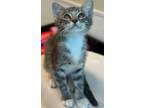 Adopt 30990 a Domestic Short Hair