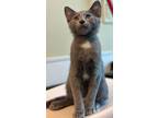 Adopt 30989 a Domestic Short Hair