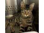 Adopt 30993 a Domestic Short Hair