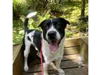 Adopt Spud a Pit Bull Terrier, Border Collie