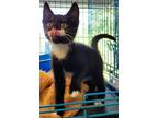 Adopt Captain Hook a Domestic Short Hair