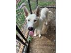 Adopt Ghost a German Shepherd Dog, Siberian Husky