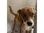 Adopt Orzo a Mixed Breed