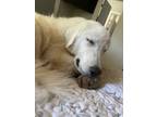 Adopt River Walker DFW a Great Pyrenees