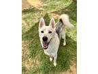 Adopt Broski a Husky, Mixed Breed
