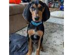 Adopt Linus a Coonhound