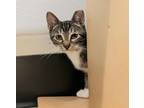 Adopt Sorento a Domestic Short Hair