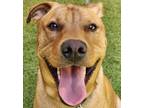 Adopt Legend a Hound