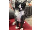 Adopt Boo Leavitt a Domestic Short Hair