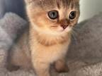 Golden British Shorthair