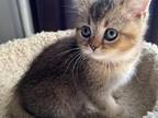 Black Tipped Golden British Shorthair