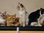 Variety Kittys
