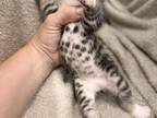 Sweet Kittens