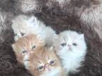Red And Cream Persian Kittens