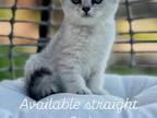 Kitty