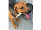 Adopt Elbe a Cattle Dog, Labrador Retriever