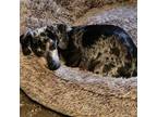 Adopt Malarkey a Dachshund