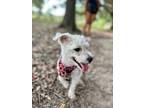Adopt Charlie Venus a Miniature Poodle, Terrier