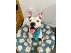Adopt Cooper a Pit Bull Terrier, Australian Cattle Dog / Blue Heeler