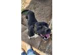 Adopt Private a Pit Bull Terrier