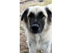 Adopt Bruce a Anatolian Shepherd