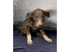 Adopt Barbossa a Doberman Pinscher, Mixed Breed