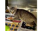 Adopt Fitz a Domestic Short Hair