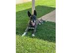 Adopt Tank a Husky, Mixed Breed