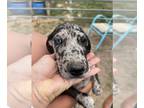 Great Dane PUPPY FOR SALE ADN-820995 - June 2024 litter
