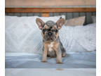 French Bulldog PUPPY FOR SALE ADN-820828 - Snuggly French Bulldog Puppies