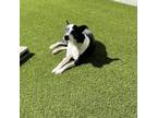 Adopt Tweety Sweety a Mixed Breed