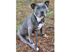 Adopt Danica a Pit Bull Terrier
