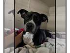 Labrador Retriever DOG FOR ADOPTION RGADN-1177714 - ASTRO - Labrador Retriever