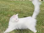 Free Siberian Cat Female